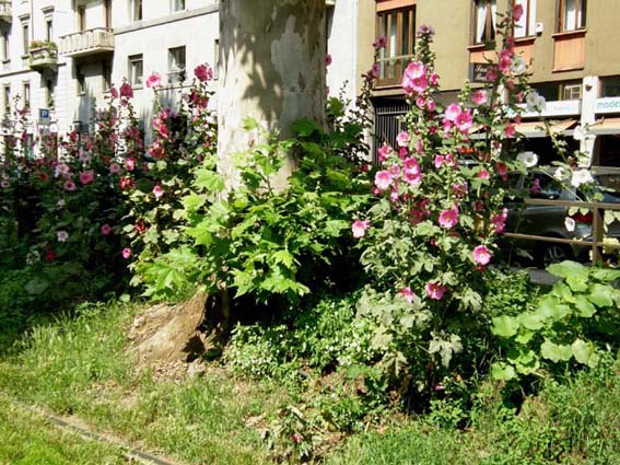 Althea officinalis (Malvaceae)